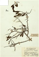 藏品(藤木槲)的圖片